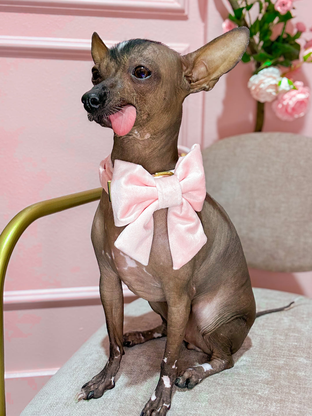 The Foggy Dog - Blush Pink Velvet Lady Dog Bow