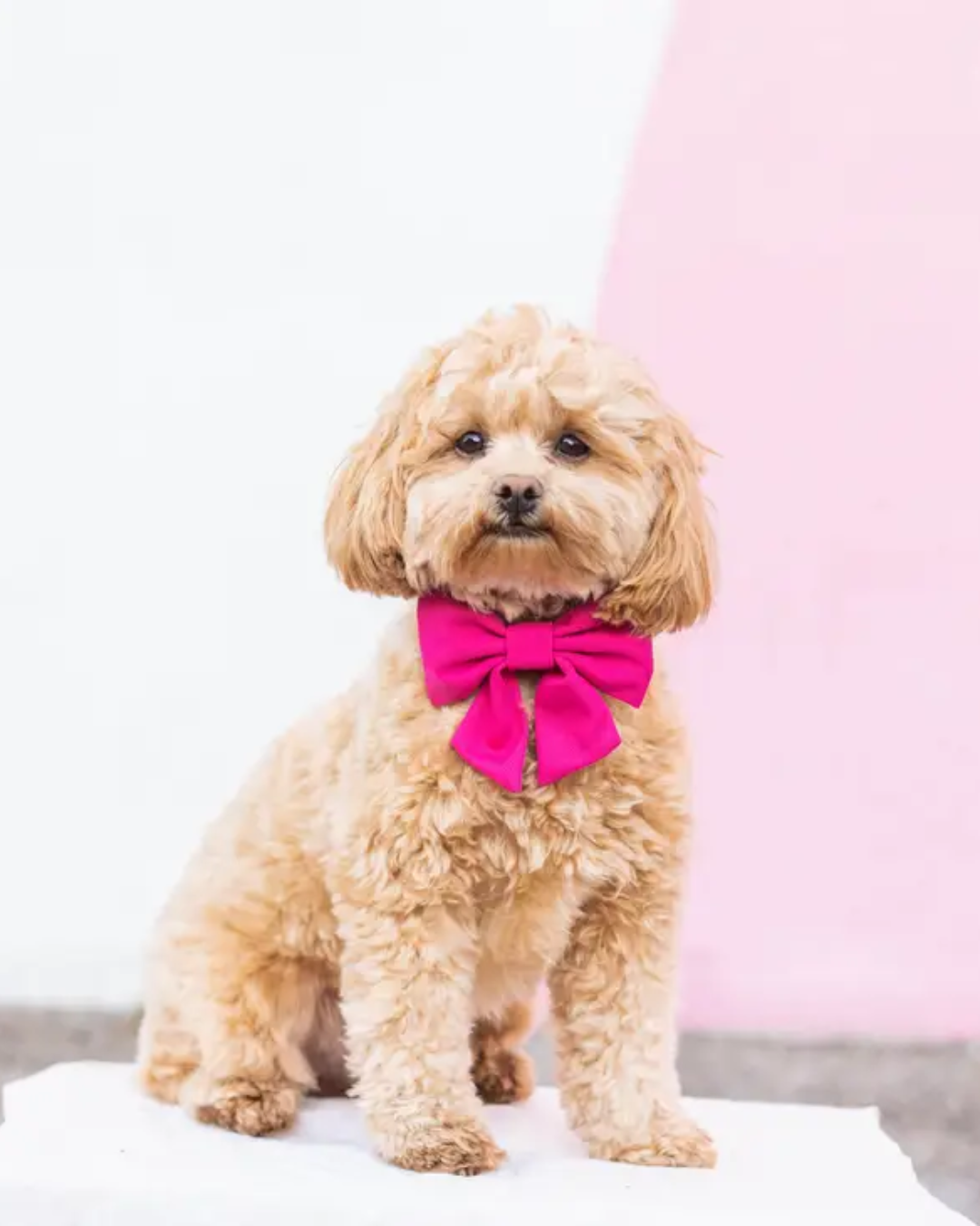 The Foggy Dog - Hot Pink Lady Dog Bow