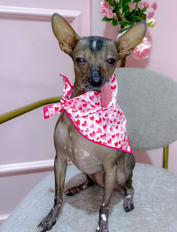 The Foggy Dog - Heart Throb Valentine's Day Dog Bandana