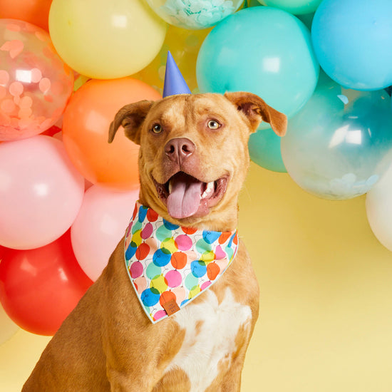 The Foggy Dog - Pup, Pup, and Away Birthday Dog Bandana