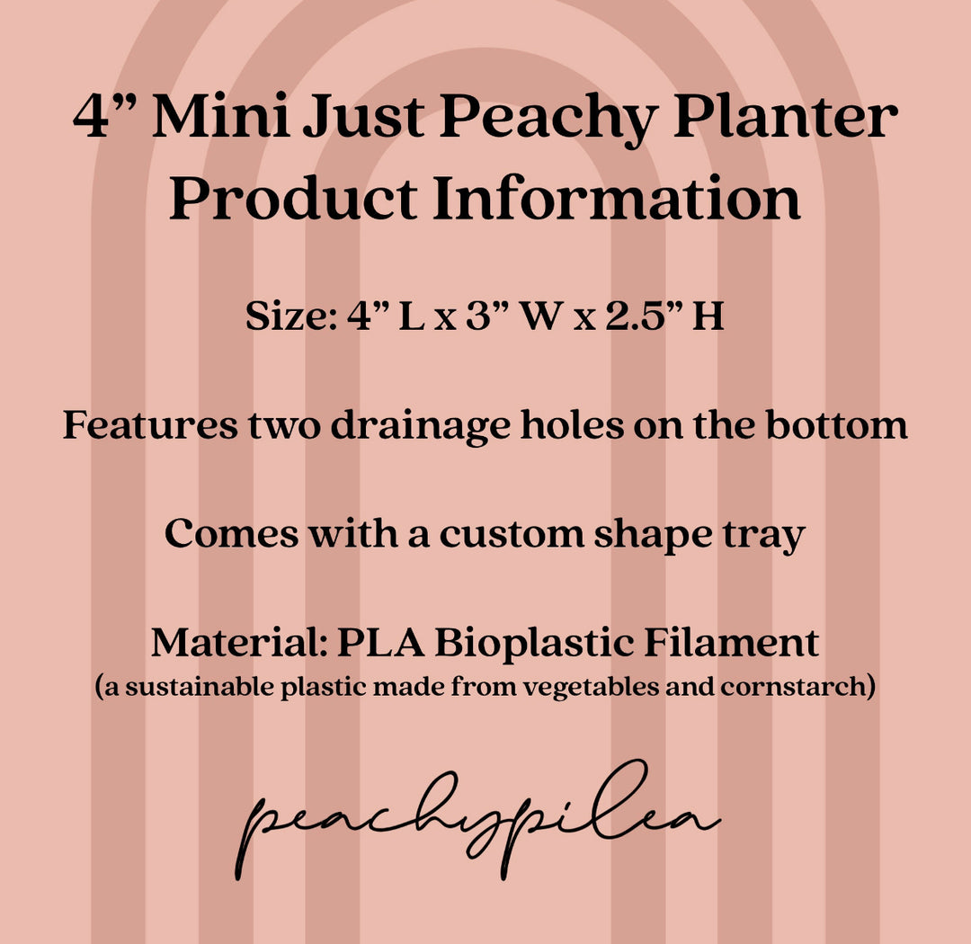 Peachy Pilea - 4 inch Mini Just Peachy Planter + Drainage Tray - Rose