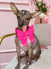 The Foggy Dog - Hot Pink Lady Dog Bow