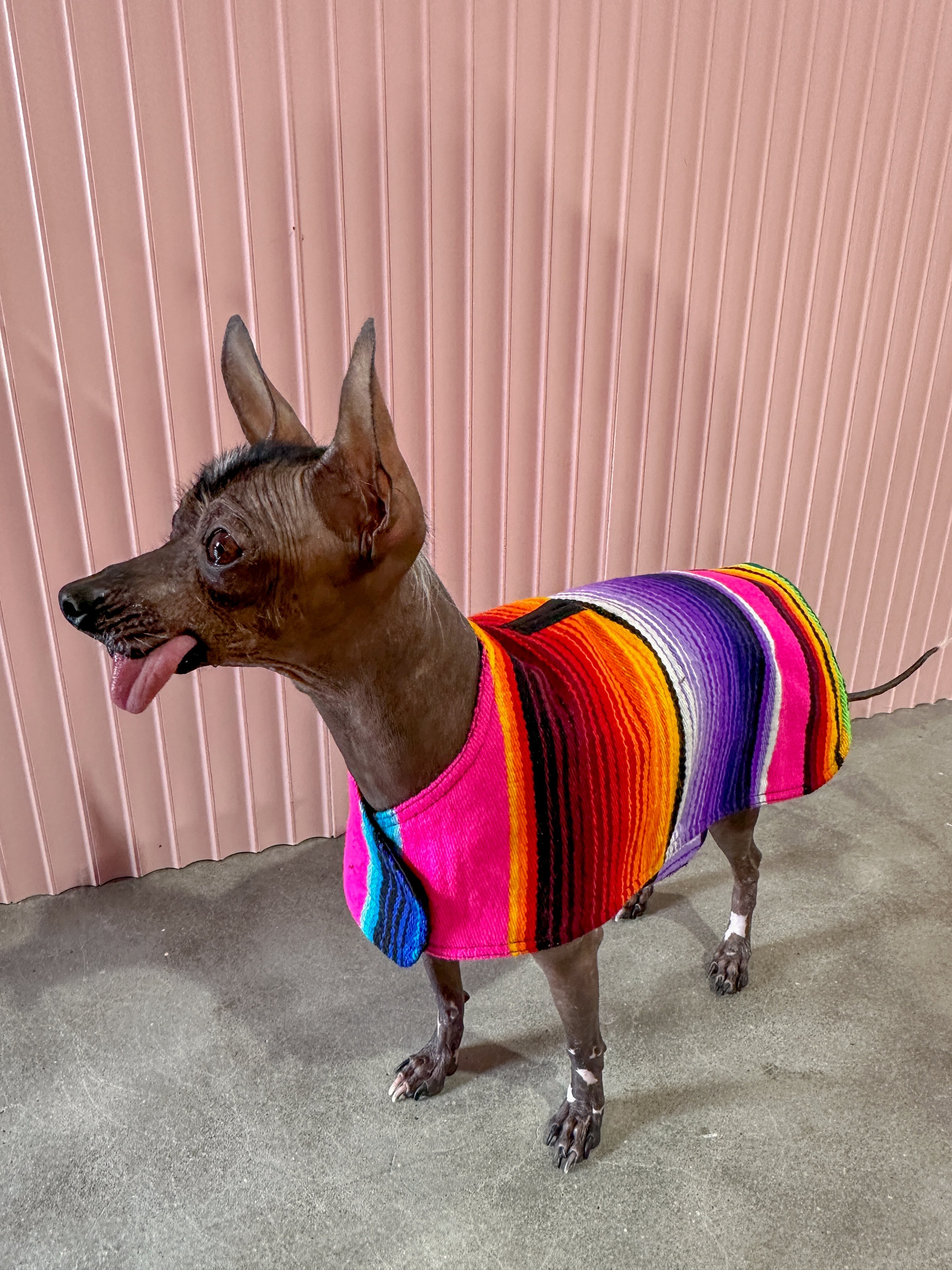 Baja Ponchos Dog Poncho from Mexican Serape Blanket Pink Small