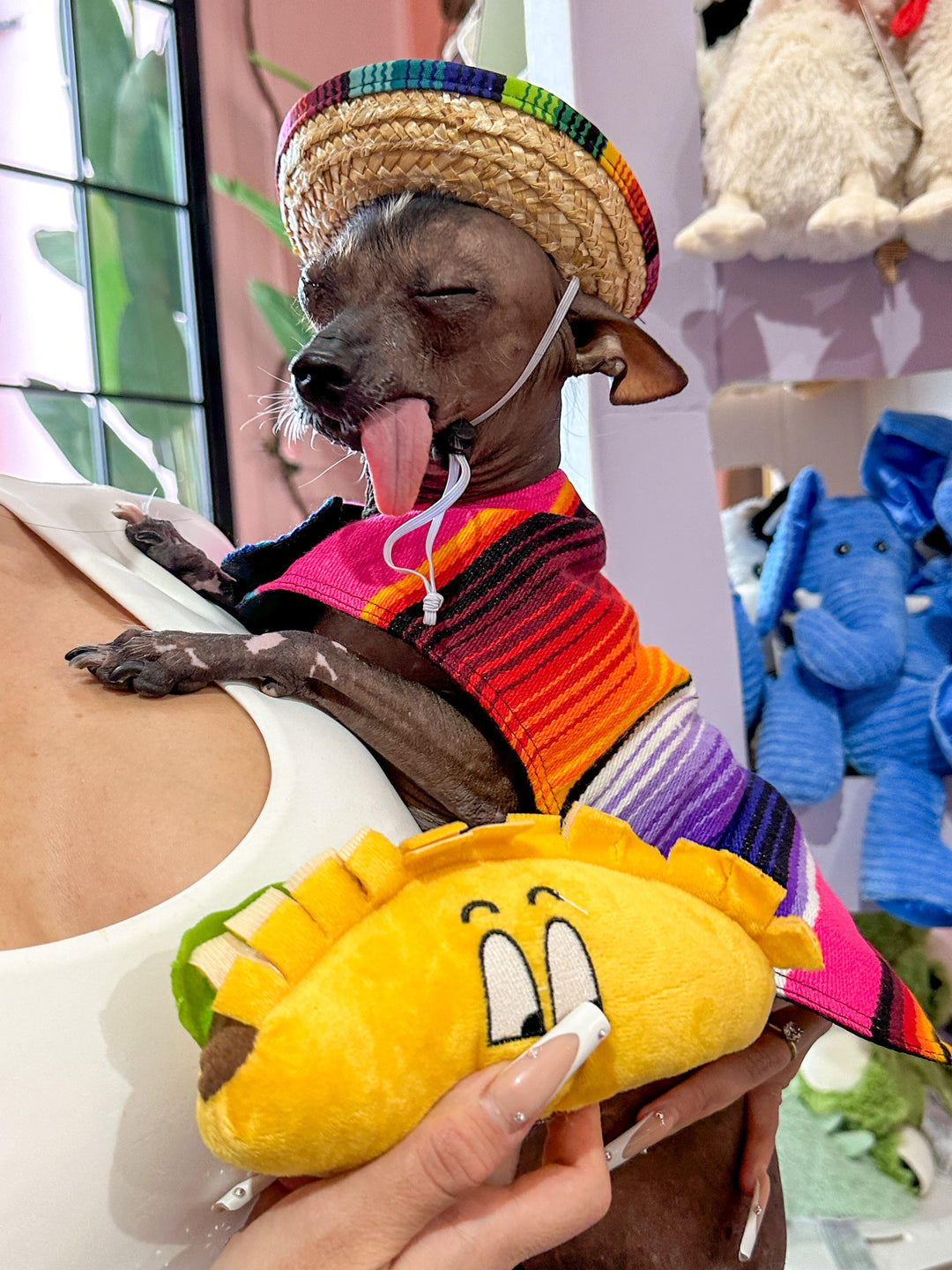 Baja Ponchos - Dog Sombrero and Taco Plush Pack