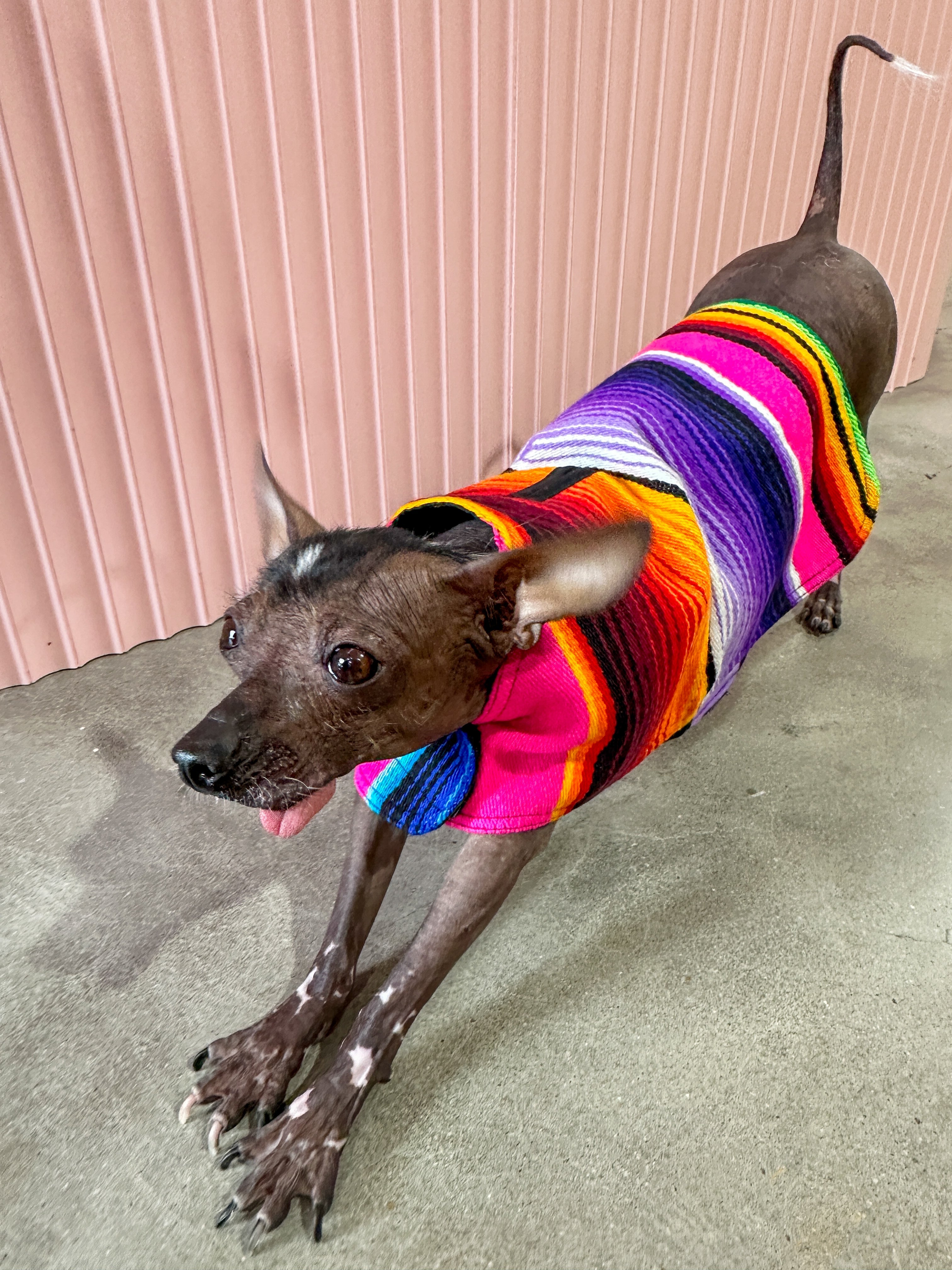 Dog discount baja poncho