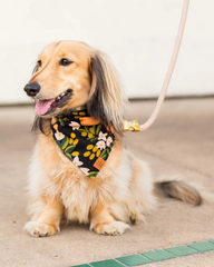 The Foggy Dog - Flax Marine Rope Dog Leash