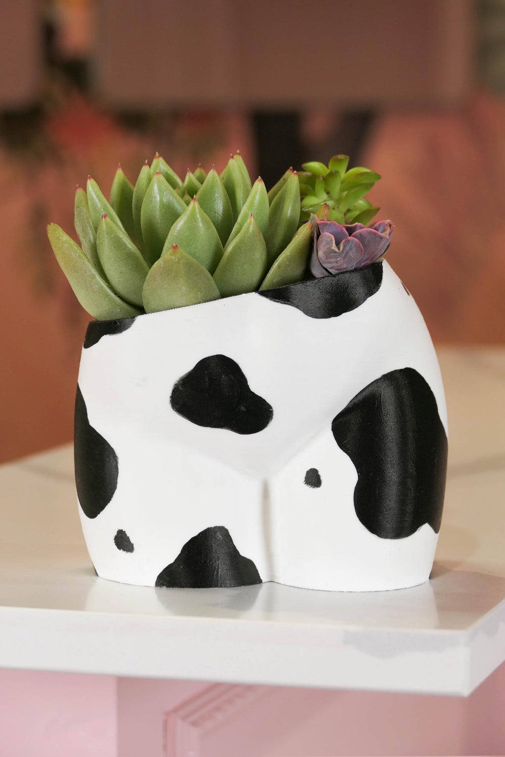Peachy Pilea - 5 inch Peachy Planter + Drainage Tray - Oat Milk