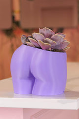 Peachy Pilea - 5 inch Peachy Planter + Drainage Tray - Lavender