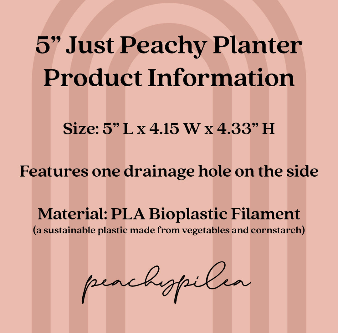 Peachy Pilea - 5 inch Peachy Planter + Drainage Tray - Rose